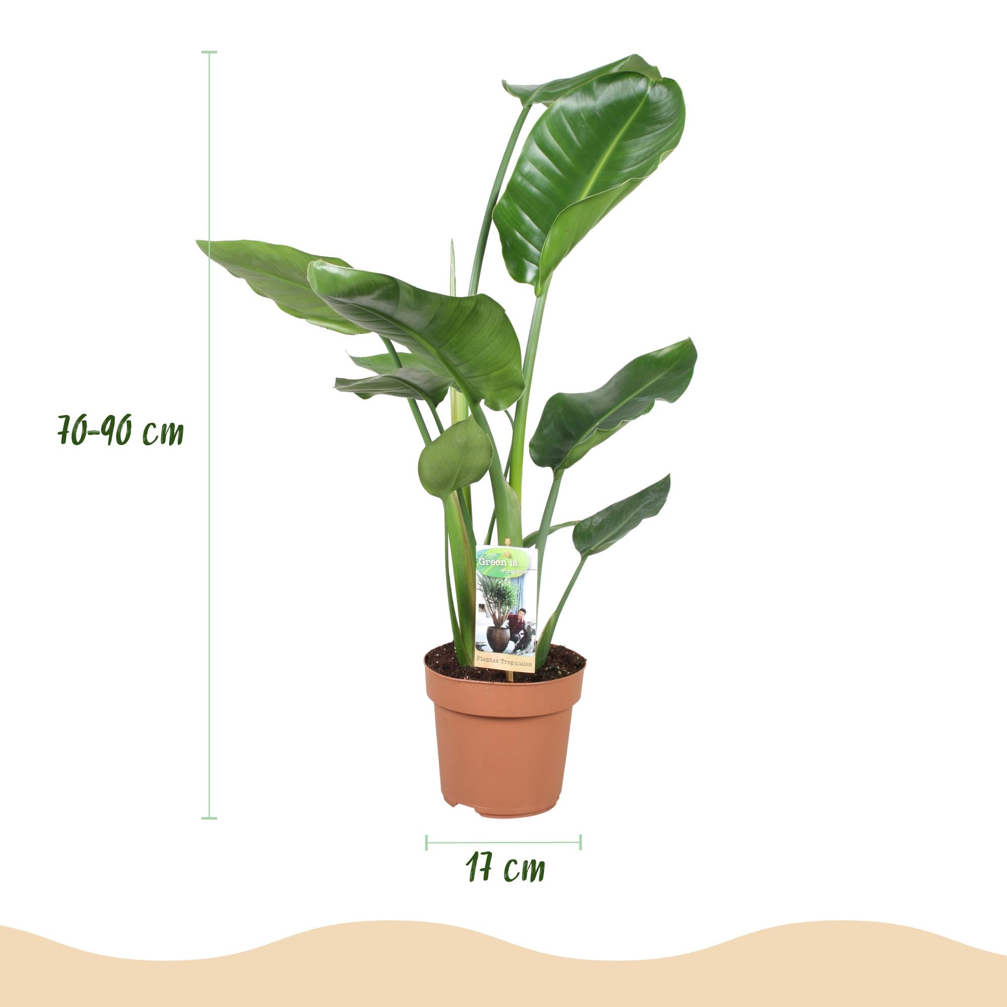 Green is... Kamerplanten - Stelitzia Nicolai - Paradijsvogelbloem - Weinig onderhoud - Groen - 2 Planten - Pot 17cm - Hoogte 70-90cm
