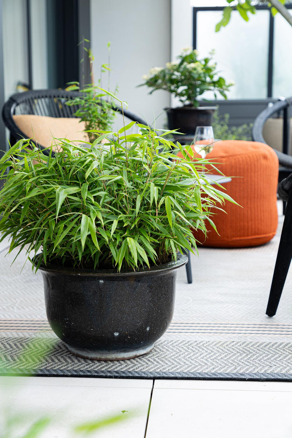 Bamboe - Fargesia robusta Pingwu - Bladhoudend - Niet Woekerend - Groen - 12 Planten - Pot 14cm - Hoogte 35cm