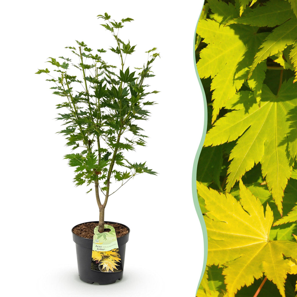 Tuinplant - Acer palmatum Jordan - Japanse Esdoorn - Bladverliezend - Geel - 1 - Pot 26cm - Hoogte 90cm