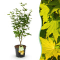 Tuinplant - Acer palmatum Jordan - Japanse Esdoorn - Bladverliezend - Geel - 1 - Pot 26cm - Hoogte 90cm