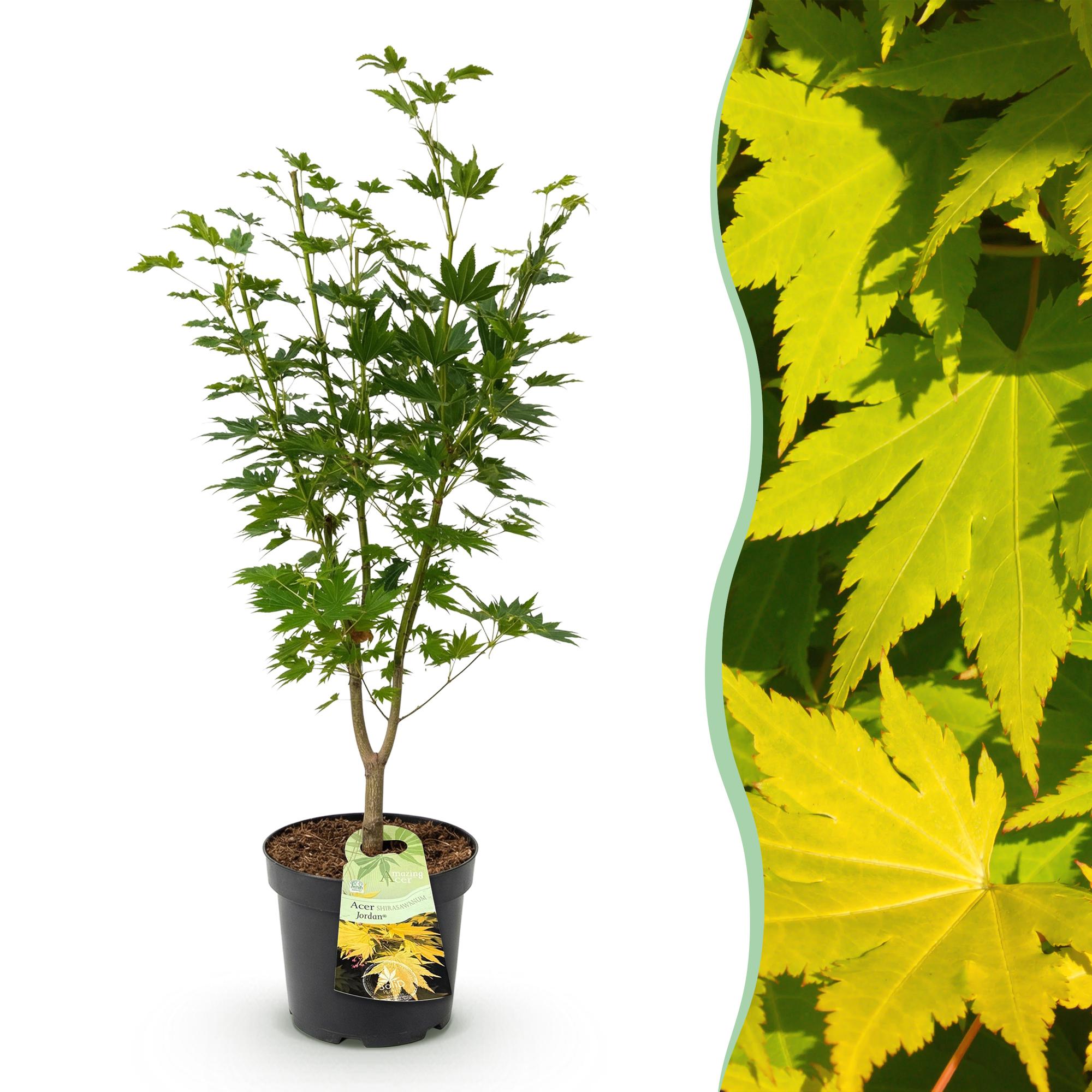 Tuinplant - Acer palmatum Jordan - Japanse Esdoorn - Bladverliezend - Geel - 1 - Pot 26cm - Hoogte 90cm