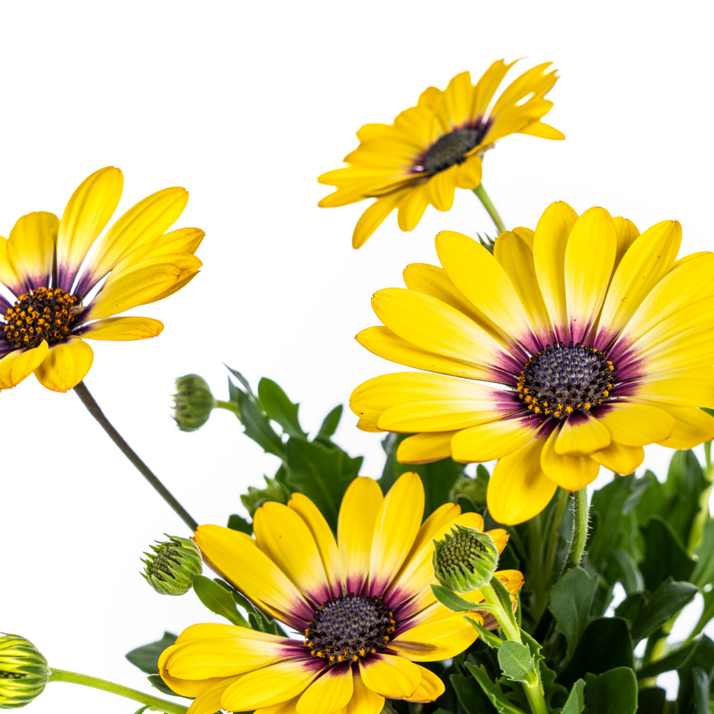 8x Osteospermum Ecklonis Gelb Ø12 cm - ↕20 cm