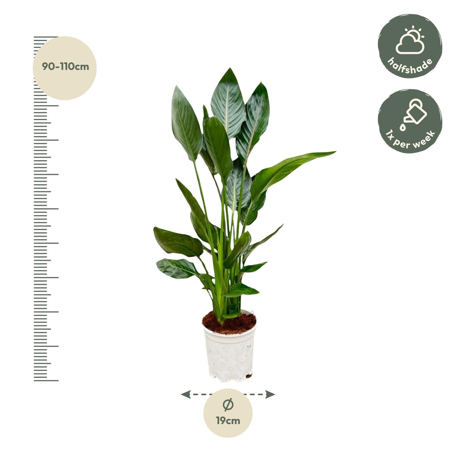 Strelitzia Reginae - 100 cm - Ø21