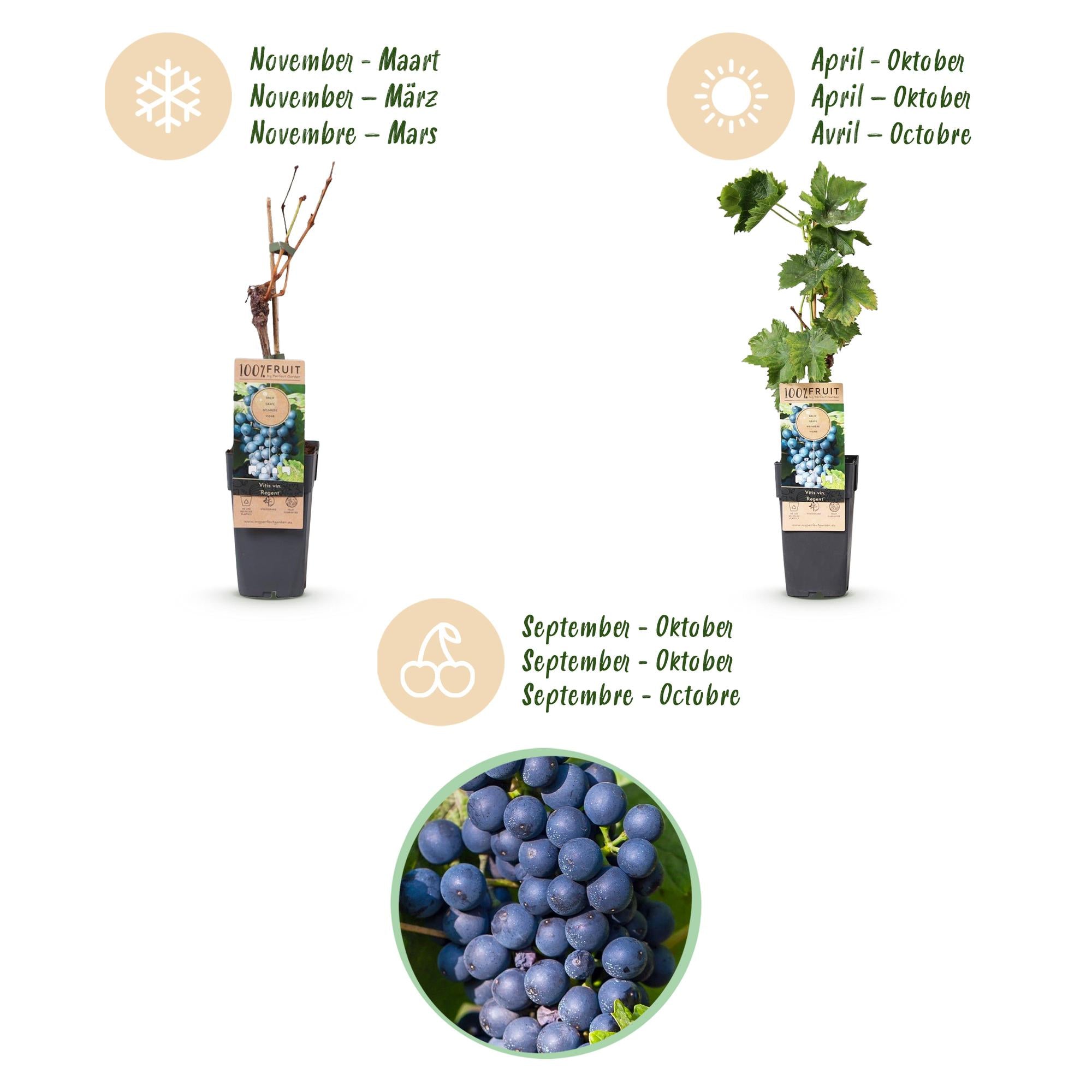 Fruitplant - Vitis vinifera Regent - Druivenplant - Geent - Blauwe Druif - 2 Planten - Pot 15cm - Hoogte 50cm