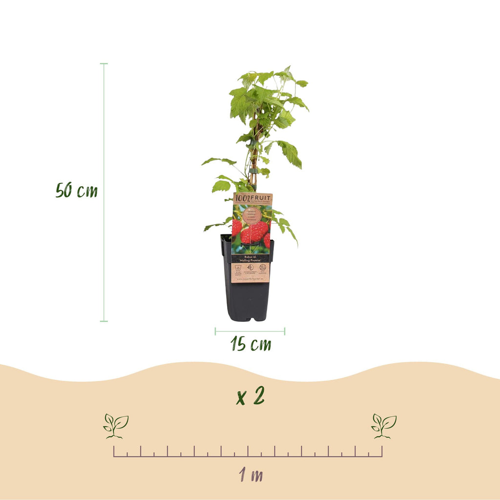 Fruitplant - Rubus idaeus Malling Promise - Frambozenplant - Winterhard - Rode Framboos - 2 Planten - Pot 15cm - Hoogte 50cm