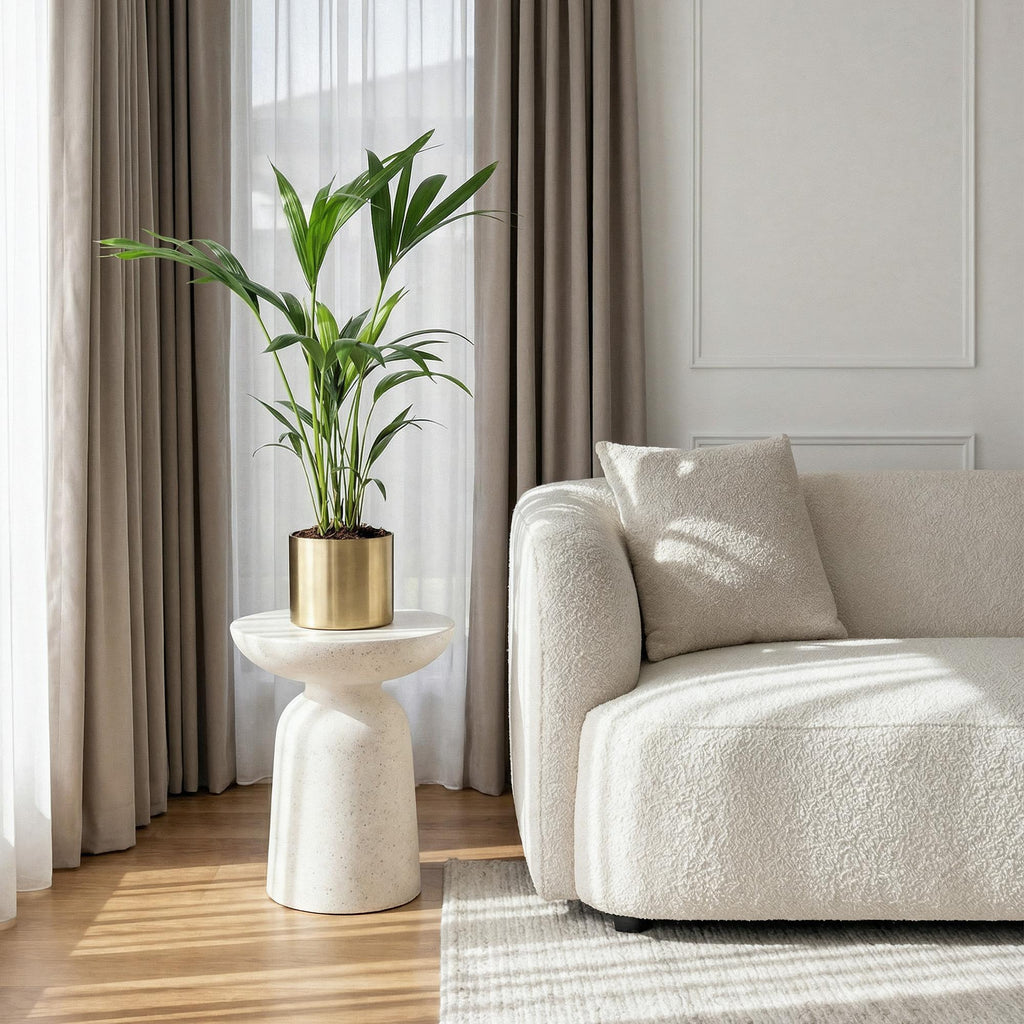 Kamerplant - Howea Forsteriana - Kentia Palm - Weinig Onderhoud - Groen - 2 planten - Pot 17cm - Hoogte 70-75cm