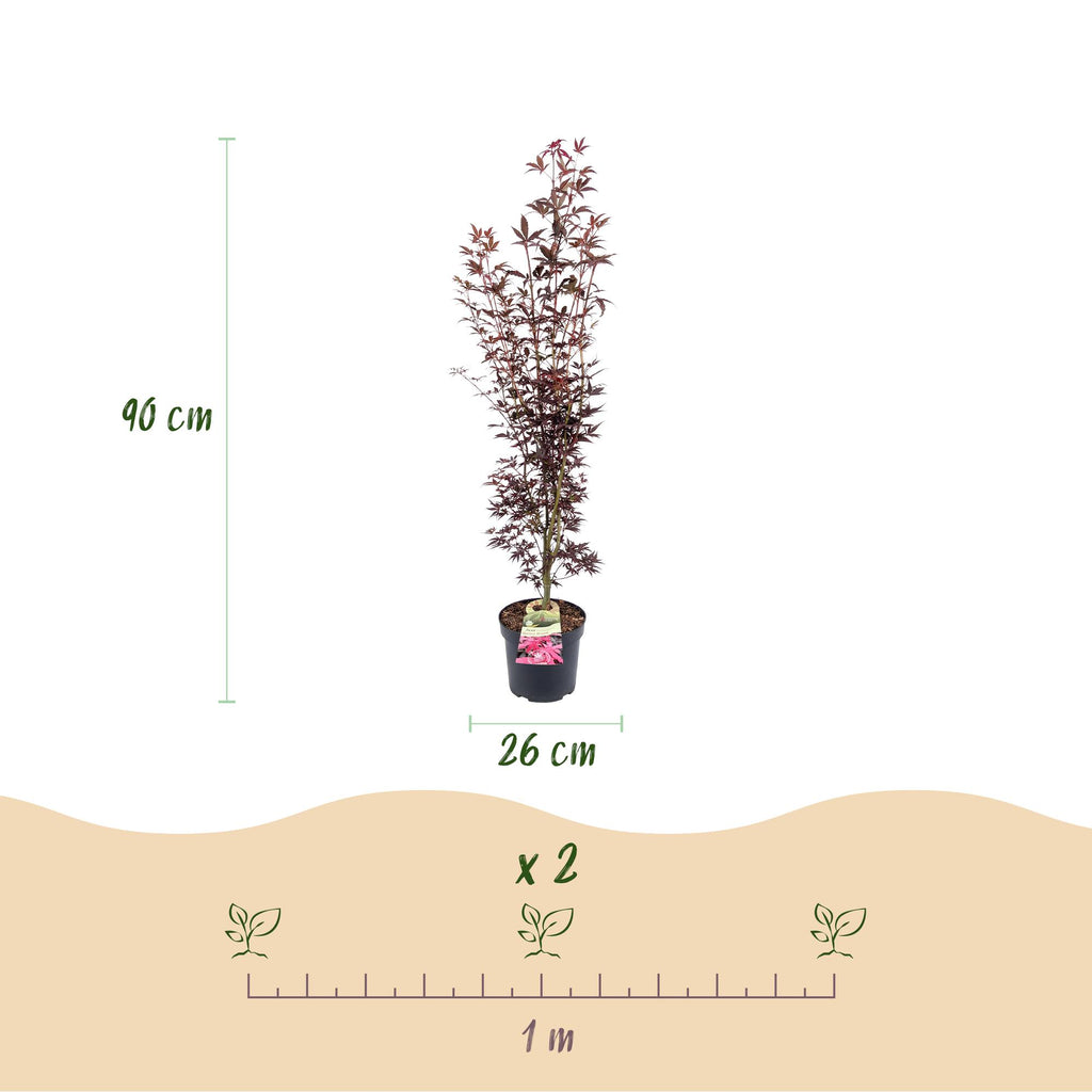 Tuinplant - Acer palmatum Atropurpureum - Japanse Esdoorn - Bladverliezend - Paars - 1 - Pot 26cm - Hoogte 90cm