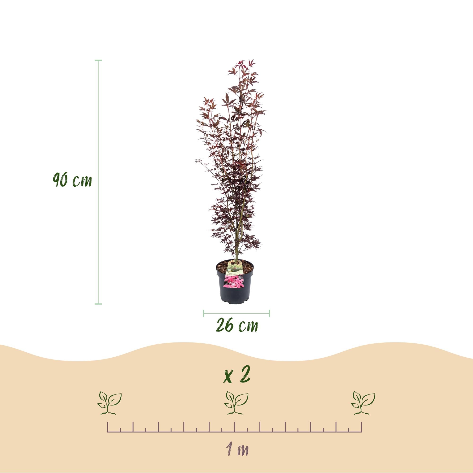 Tuinplant - Acer palmatum Atropurpureum - Japanse Esdoorn - Bladverliezend - Paars - 1 - Pot 26cm - Hoogte 90cm