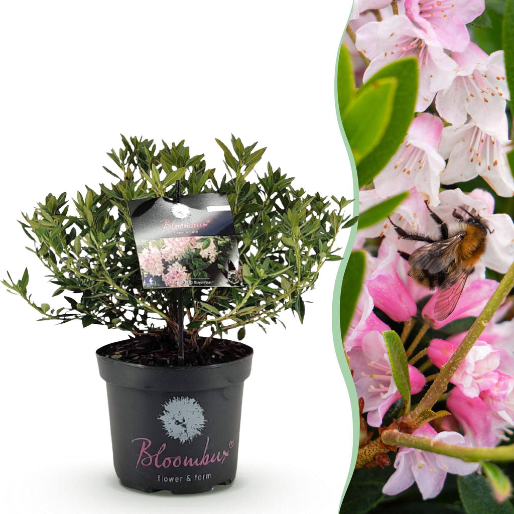 Dwerg Rhododendron - Rhododendron Bloombux Light Pink - Bloeiende Buxus - Weinig Onderhoud - Licht Roze Bloem - 1 Plant - Pot 23cm - Hoogte 45-55cm