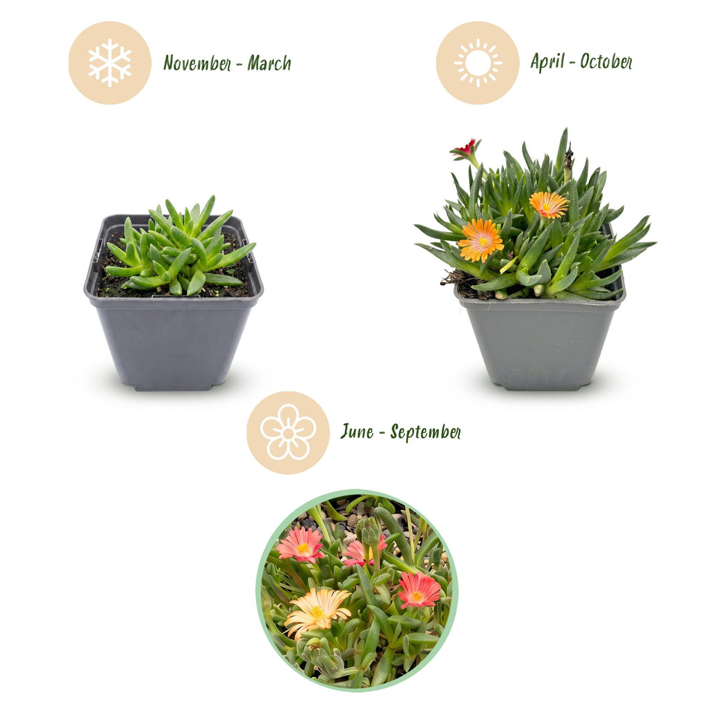 12x - Delosperma mix - Ø7cm - ↕10-12cm