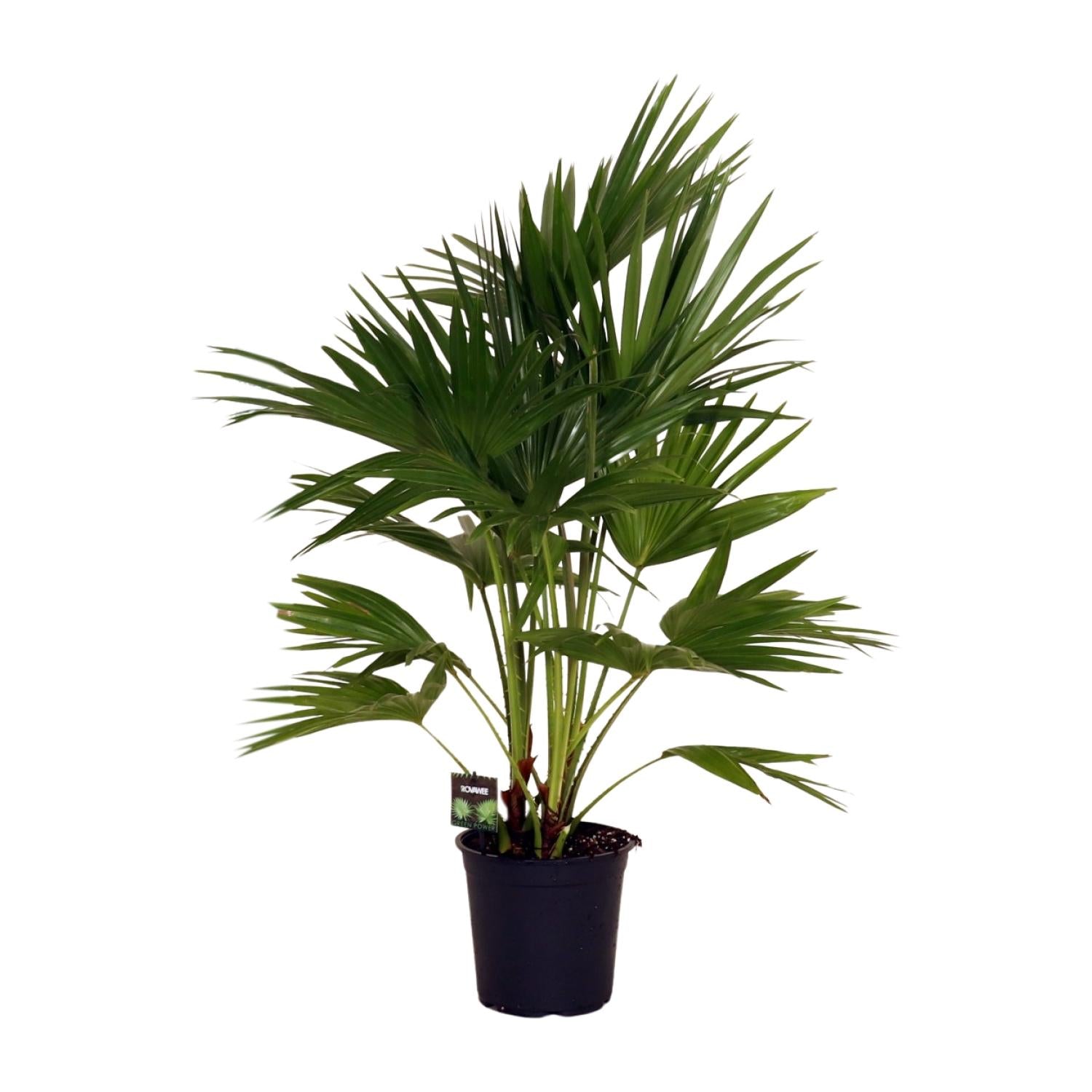 Livistona Chinensis - Ø24cm - ↕100cm