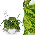 Kamerplant - Maranta Fascinator Lemon Lime - Gebedsplant - Huisdiervriendelijke Plant - Groen - 1 Plant - met Potter Wit - Pot 12cm - Hoogte 25cm