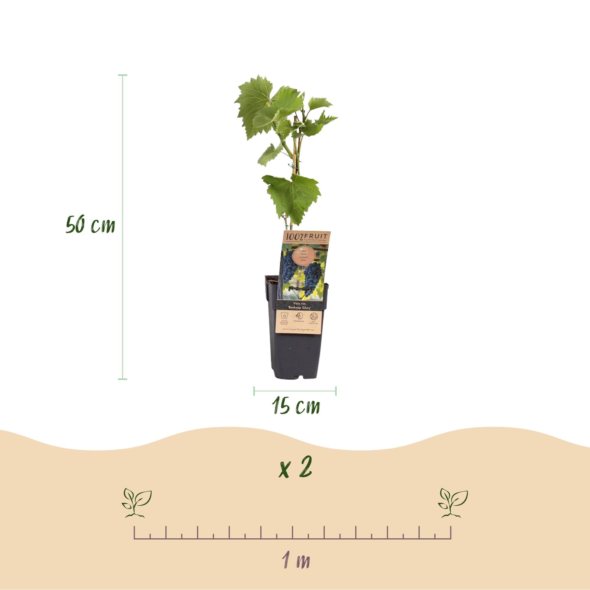 Fruitplant - Vitis vinifera Boskoop Glory - Druivenplant - Winterhard - Blauwe Druif - 2 Planten - Pot 15cm - Hoogte 50cm