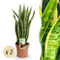 Green is... Kamerplanten - Sanseveria Laurentii - Vrouwentong - Weinig onderhoud - Groen - 2 Planten - Pot 17cm - Hoogte 60-70cm