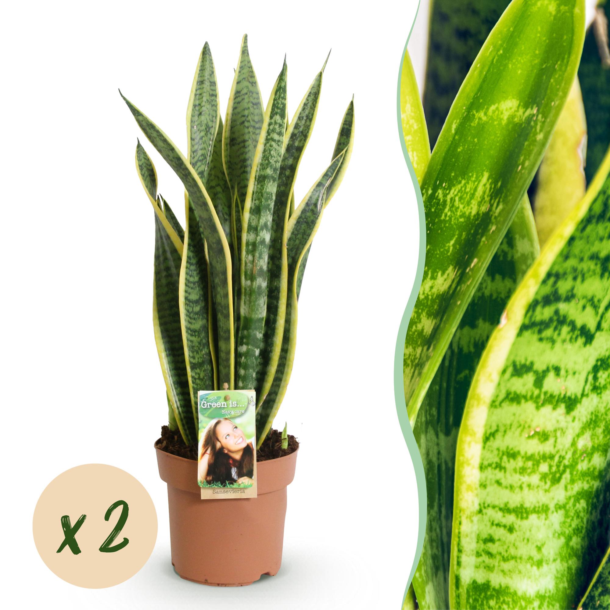 Green is... Kamerplanten - Sanseveria Laurentii - Vrouwentong - Weinig onderhoud - Groen - 2 Planten - Pot 17cm - Hoogte 60-70cm
