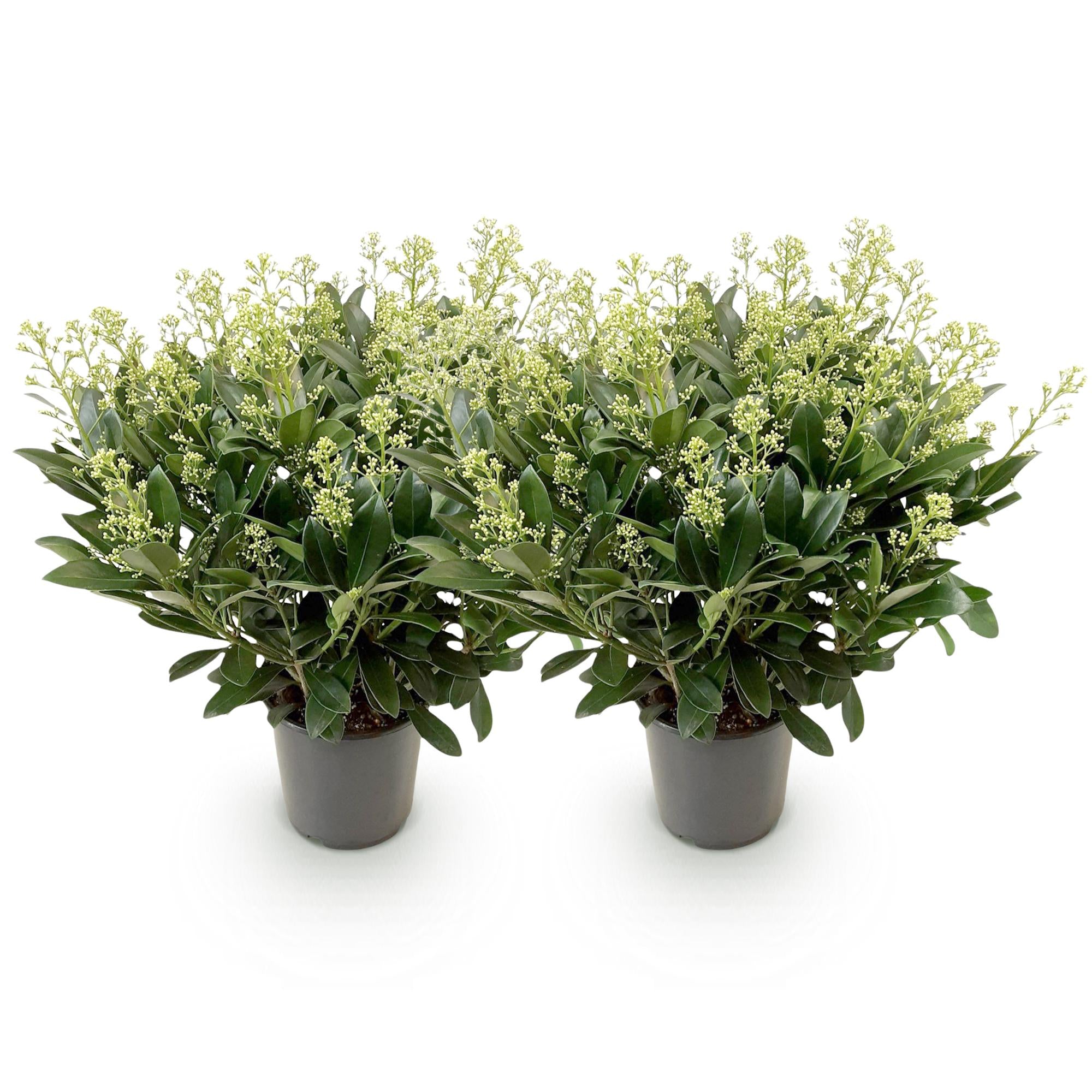 Terrasplant - Skimmia japonica Finchy - Bloem Wit - 40+ Bloemen - 2 Plant - Winterhard - Pot 19cm Hoogte 60cm
