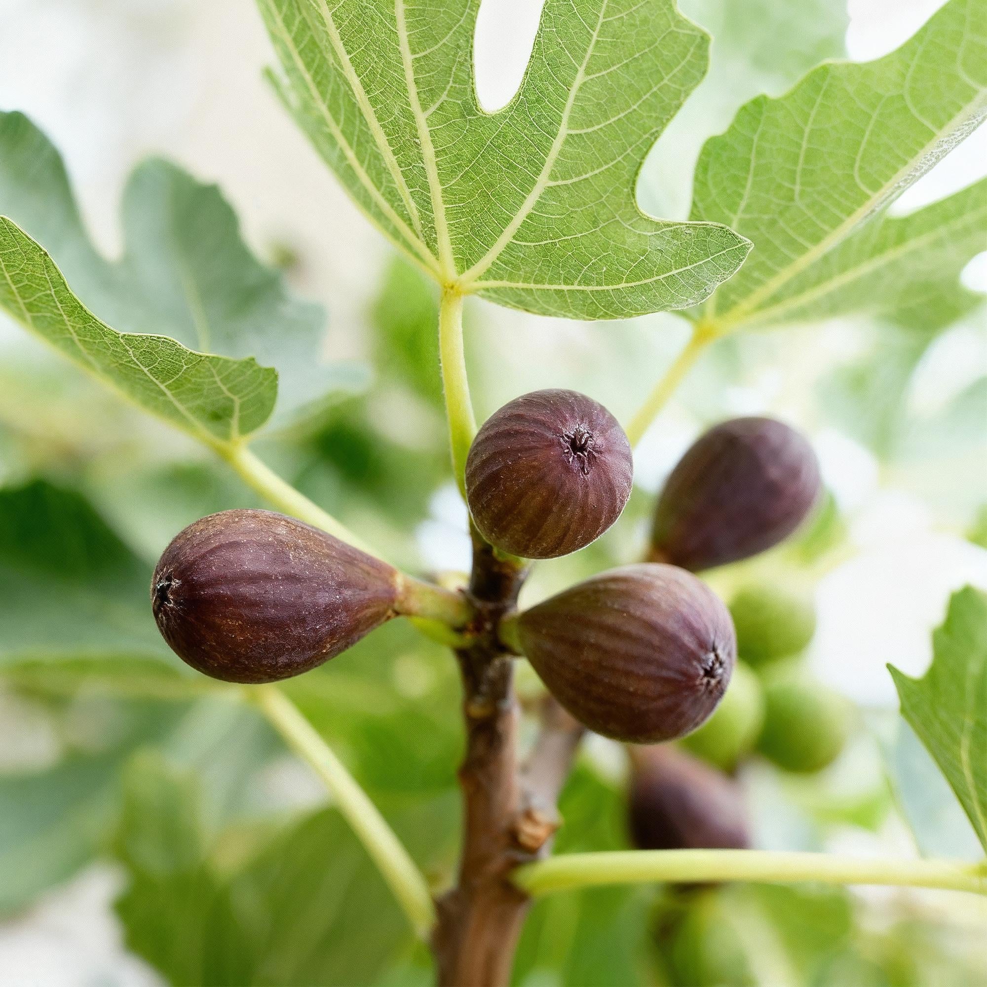 Fruitplant - Ficus caria Little miss Figgy - Vijgenboom - Winterhard - Rode Vrucht - 2 Planten - Pot 15cm - Hoogte 50cm