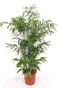 Chamaedorea Seifrizii - 180 cm