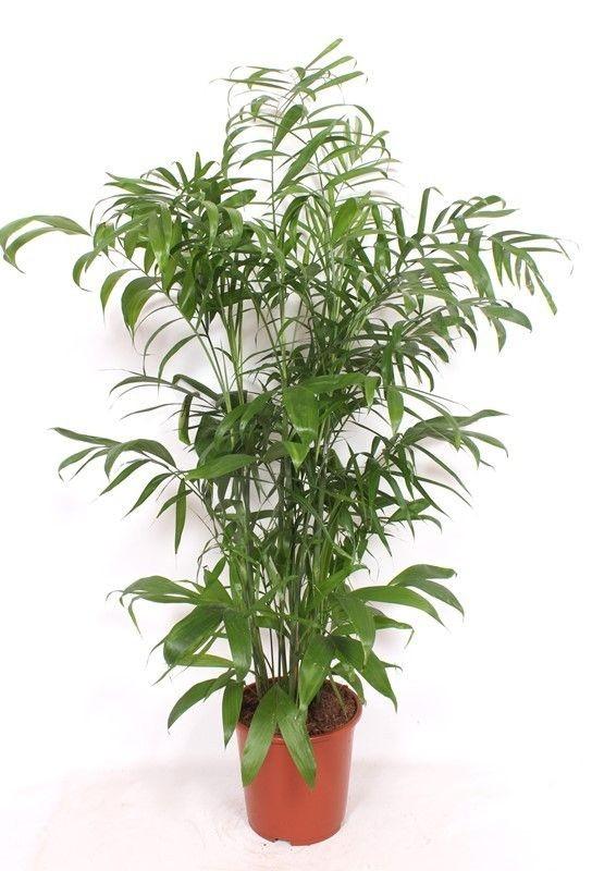 Chamaedorea Seifrizii - 180 cm