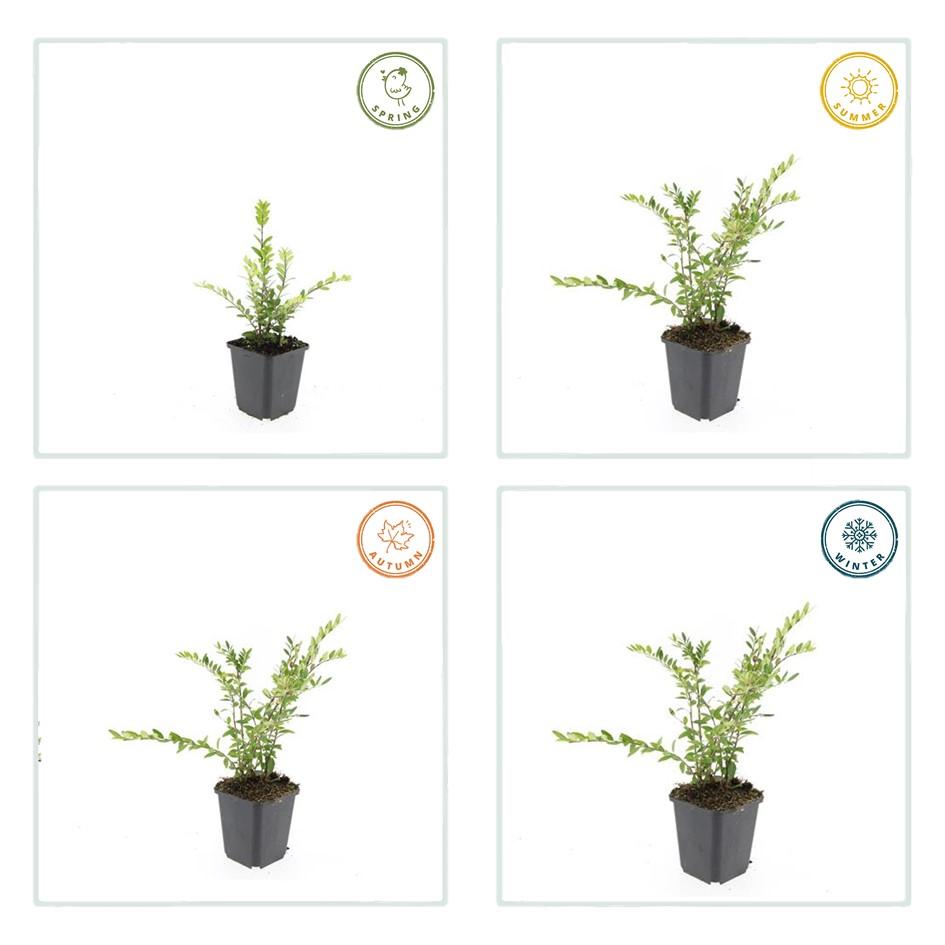 24x Lonicera pileata - ↕10-25cm - Ø9cm