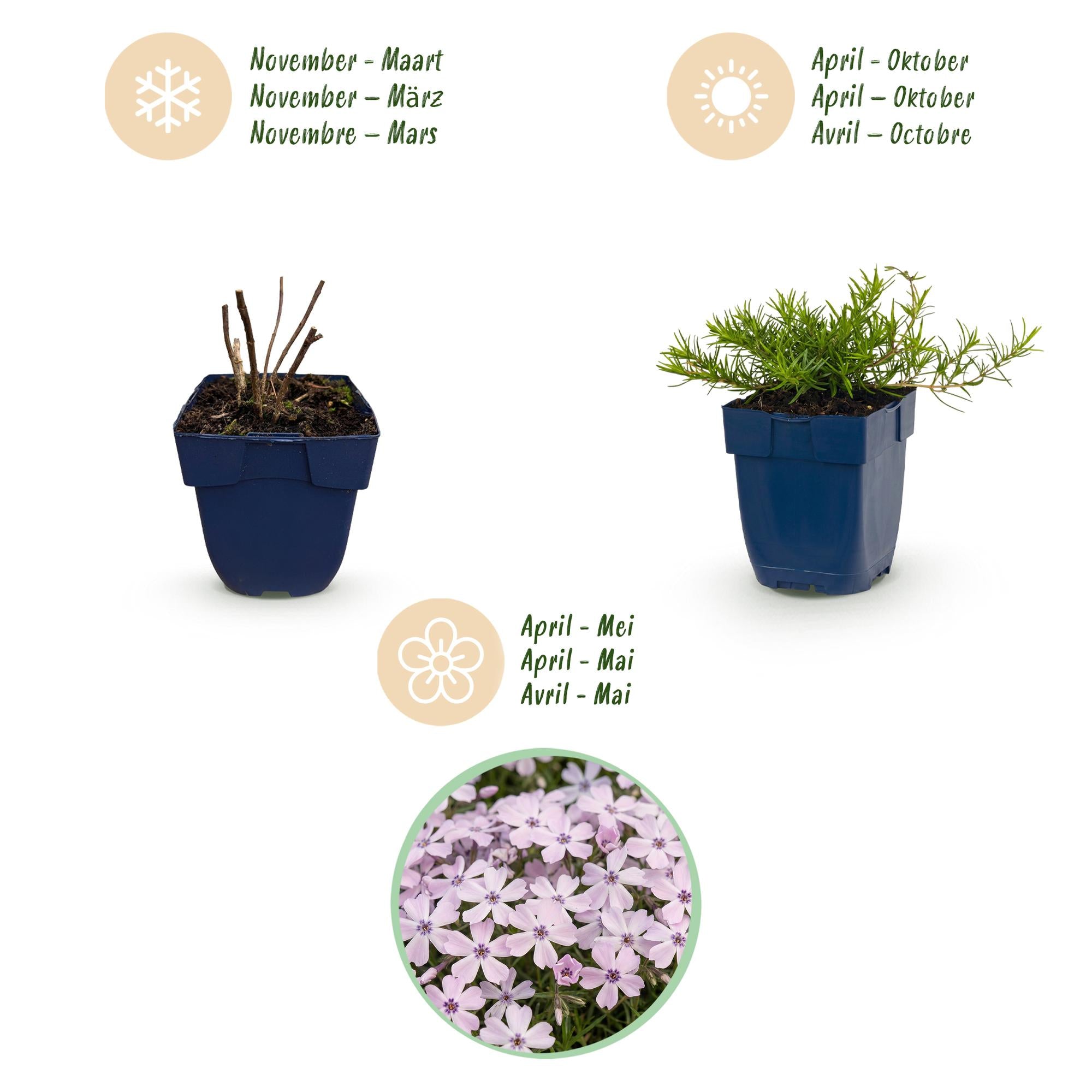Vasteplant - Phlox Benita - Vlambloem - Bodembedekkend - Blauw - 1 Plant - Pot 11cm - Hoogte 15-25cm