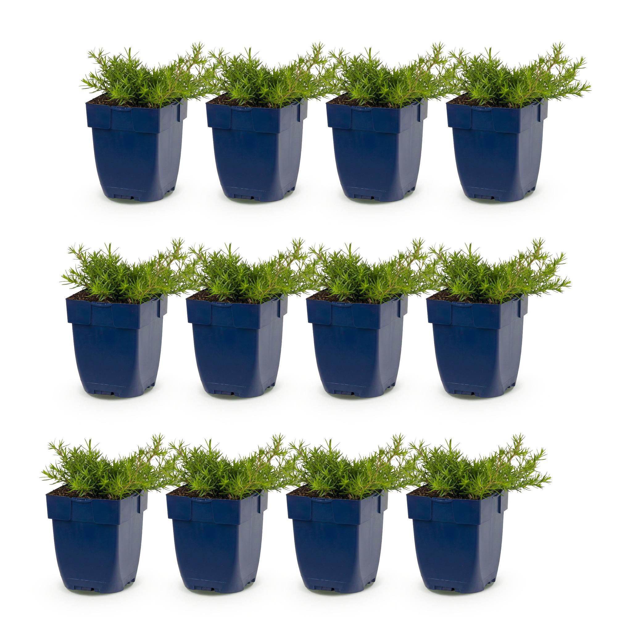Vasteplant - Phlox MacDaniel's Cushion - Vlambloem - Bodembedekkend - Donker Roze - 12 Planten - Pot 11cm - Hoogte 15-25cm