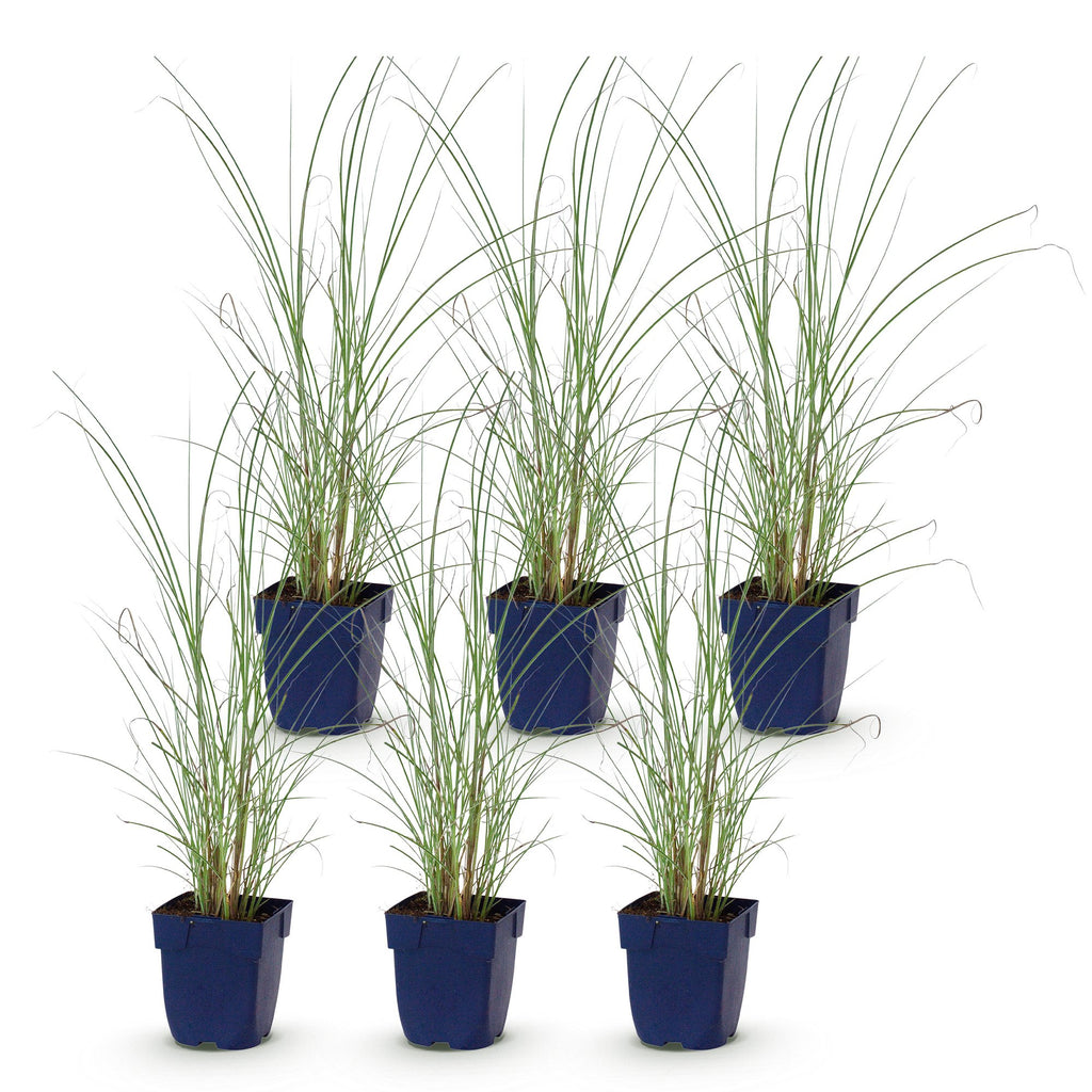 Grassen - Miscanthus sin. Morning Light - Pampusgras - Met Pluim - Zilver - 6 Planten - Pot 11cm - Hoogte 15-25cm