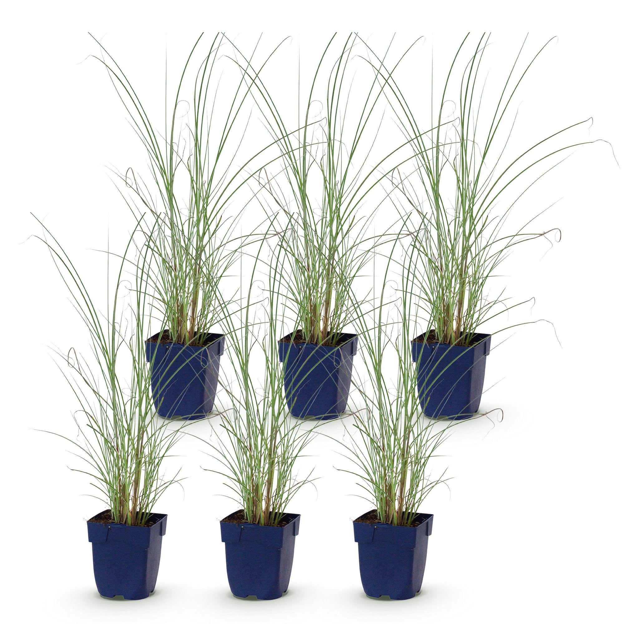 Grassen - Miscanthus sin. Morning Light - Pampusgras - Met Pluim - Zilver - 6 Planten - Pot 11cm - Hoogte 15-25cm