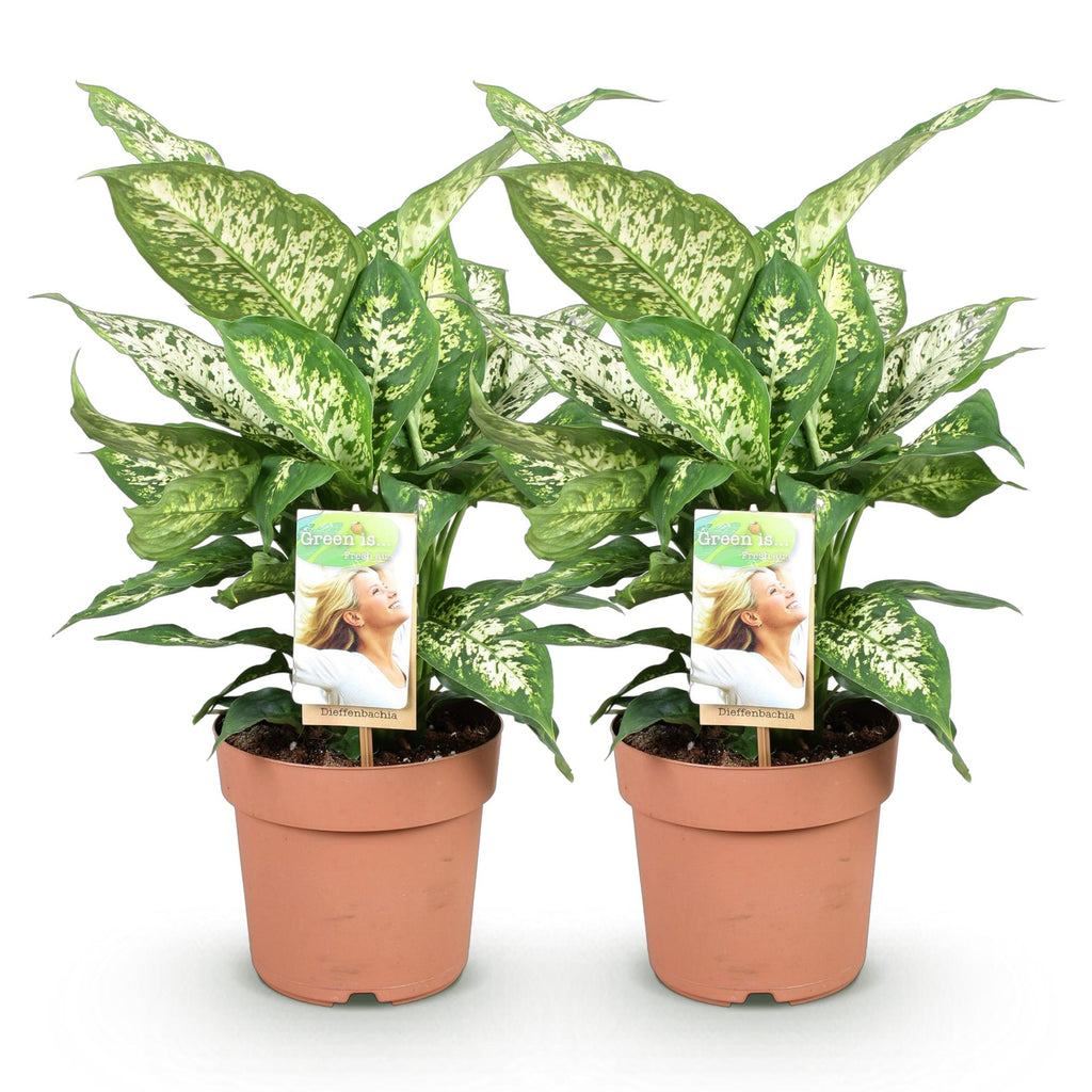 Green is... Kamerplanten - Diefenbachia Compacta - Dieffenbachia - Weinig onderhoud - Groen - 2 Planten - Pot 17cm - Hoogte 45-50cm