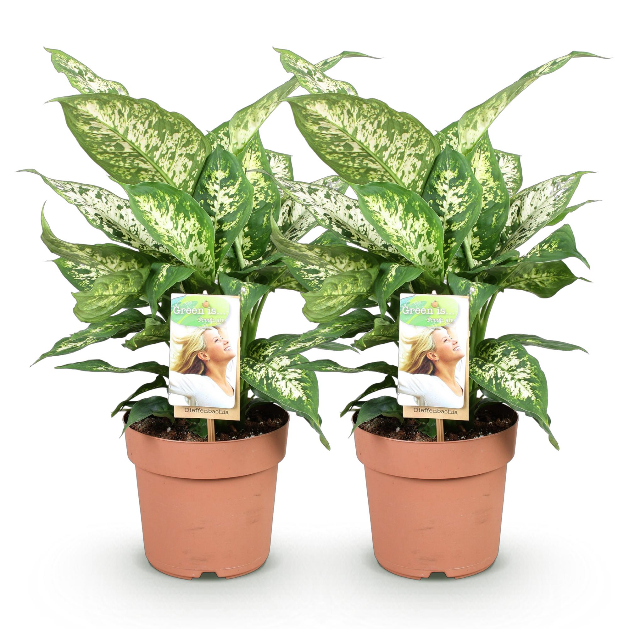 Green is... Kamerplanten - Diefenbachia Compacta - Dieffenbachia - Weinig onderhoud - Groen - 2 Planten - Pot 17cm - Hoogte 45-50cm