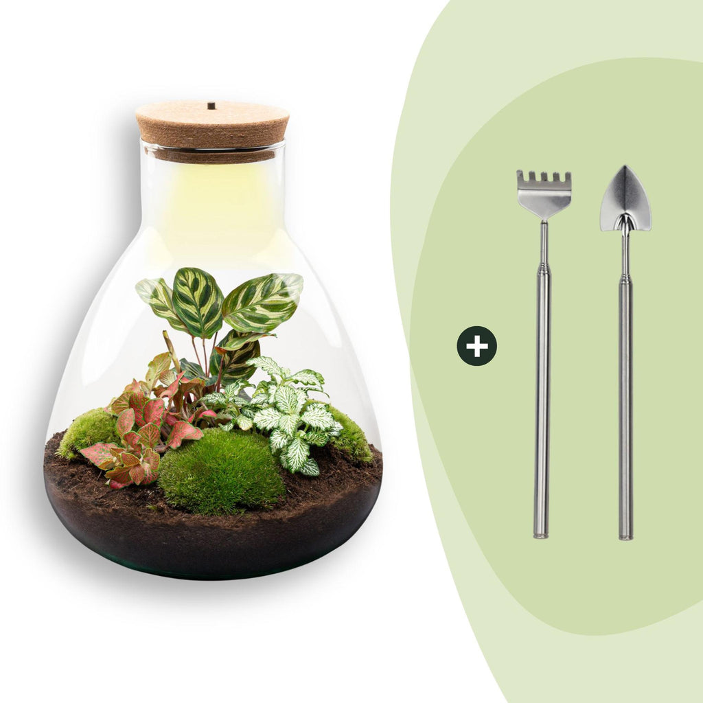 DIY Planten terrarium met licht - Sam Calathea - Ø 24,5 cm ↑ 30 cm - Rake + Shovel