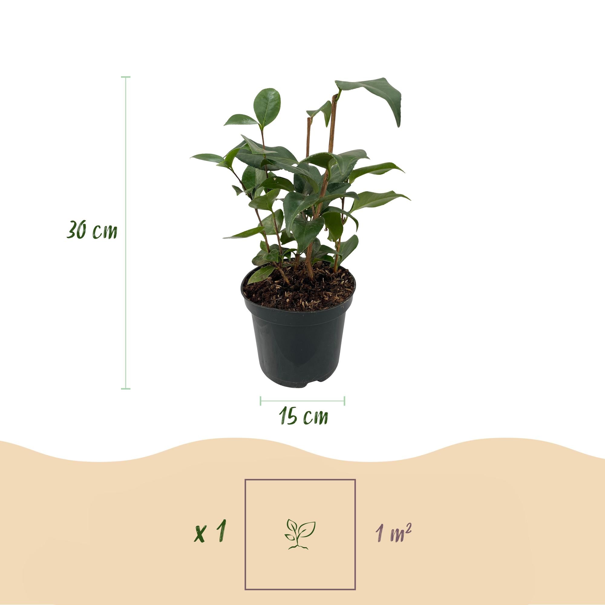 Heesters - Camelia japonica Tricolour - Bloem Roze, Wit en Rood - 1 Plant - Groenblijvend - Pot 15cm Hoogte 30cm