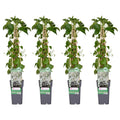 4x - Hydrangea petiolaris - ↨65cm - Ø15