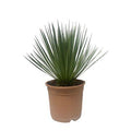 Yucca Rostrata - 50 cm - ø24cm