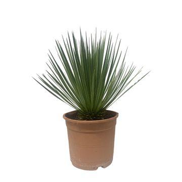 Yucca Rostrata - 50 cm - ø24cm