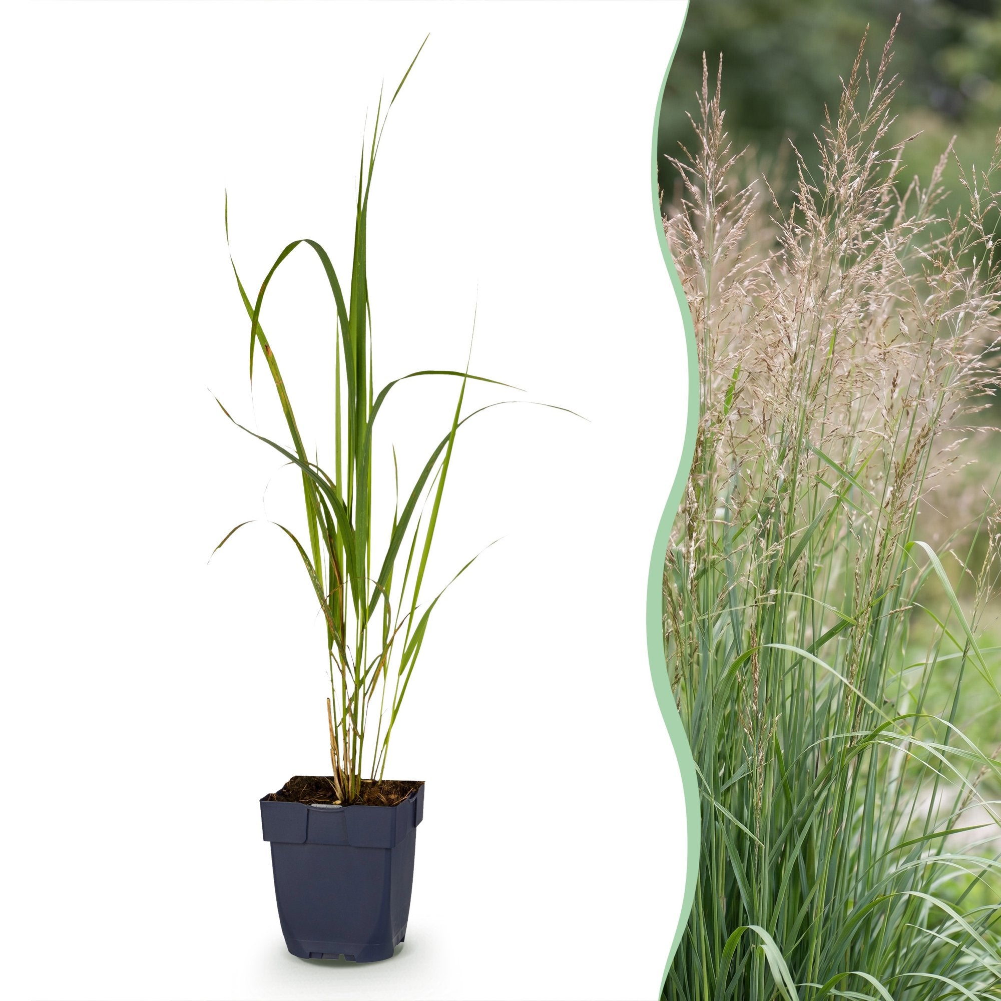 Grassen - Molinia arund. Karl Foerster - Pijpestrootje - Met Pluim - Groen - 24 Planten - Pot 11cm - Hoogte 15-25cm