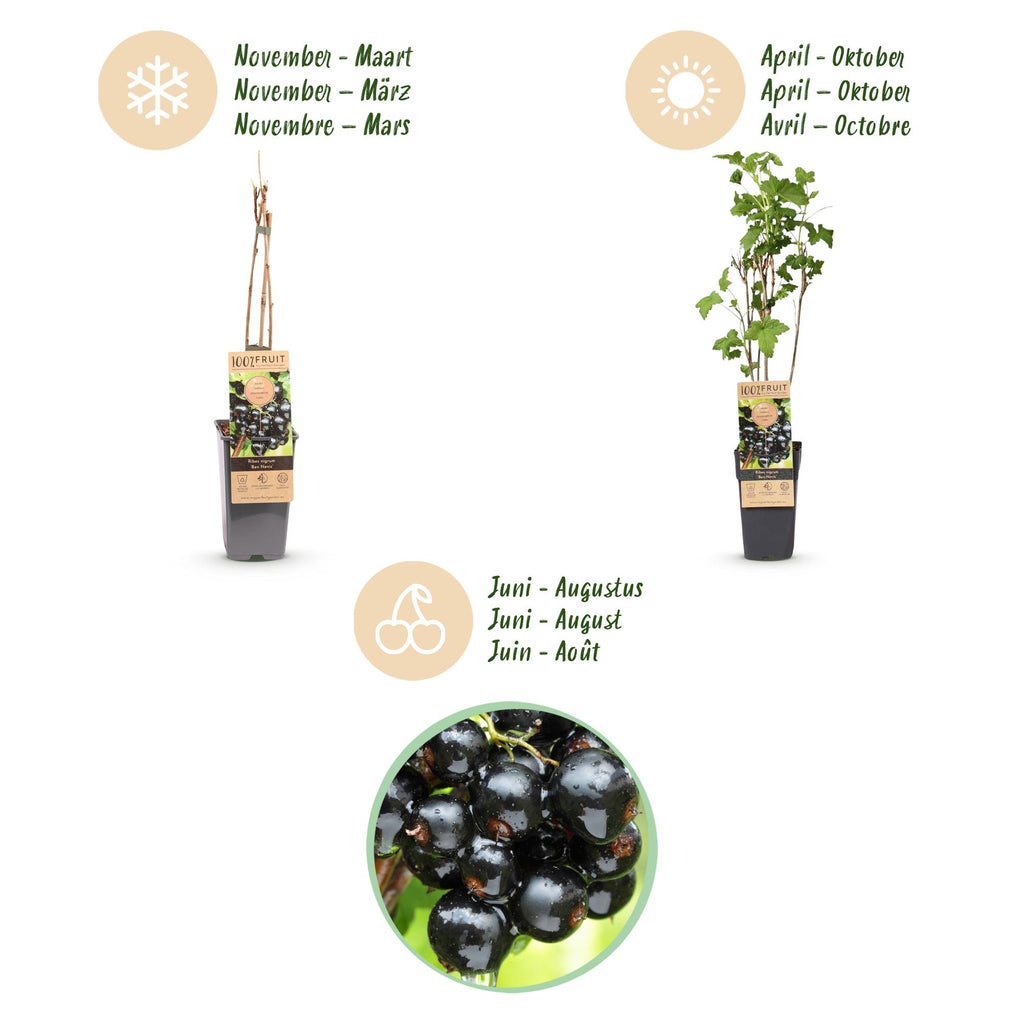 Fruitplant - Ribes nigrum Ben Nevis - Bessenplant - Winterhard - Zwarte Bes - 2 Planten - Pot 15cm - Hoogte 50cm