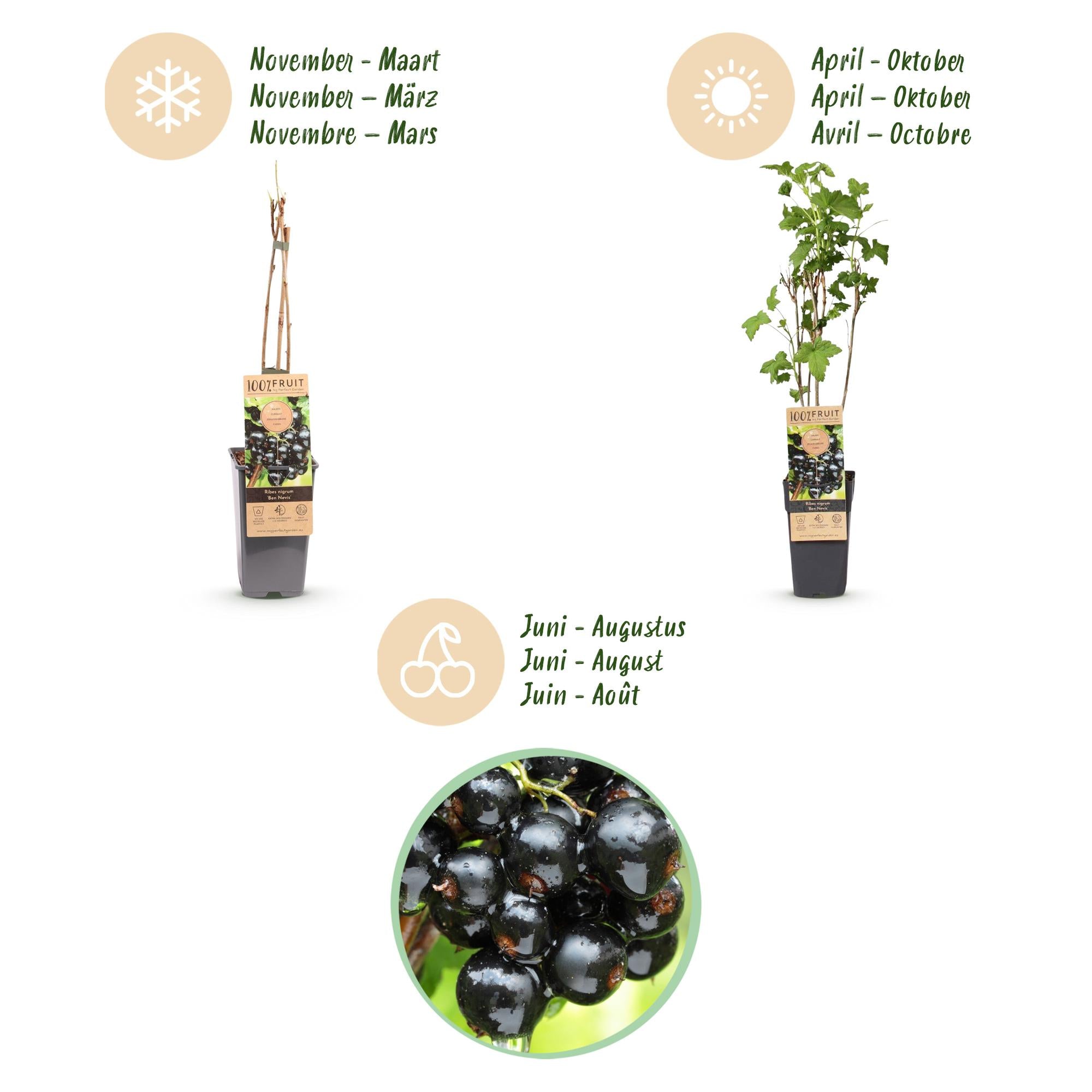 Fruitplant - Ribes nigrum Ben Nevis - Bessenplant - Winterhard - Zwarte Bes - 2 Planten - Pot 15cm - Hoogte 50cm