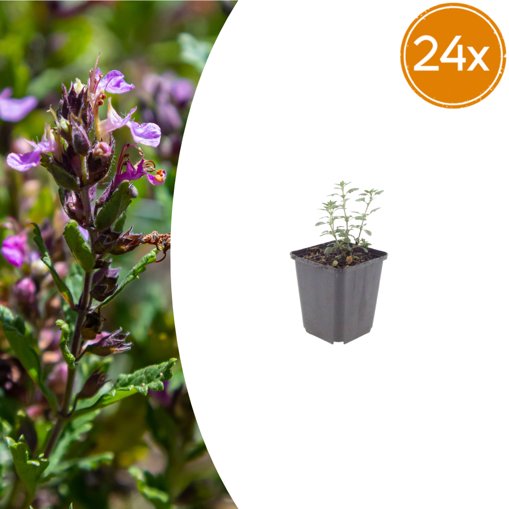 24x Teucrium lucidrys - ↕10-25cm - Ø9cm
