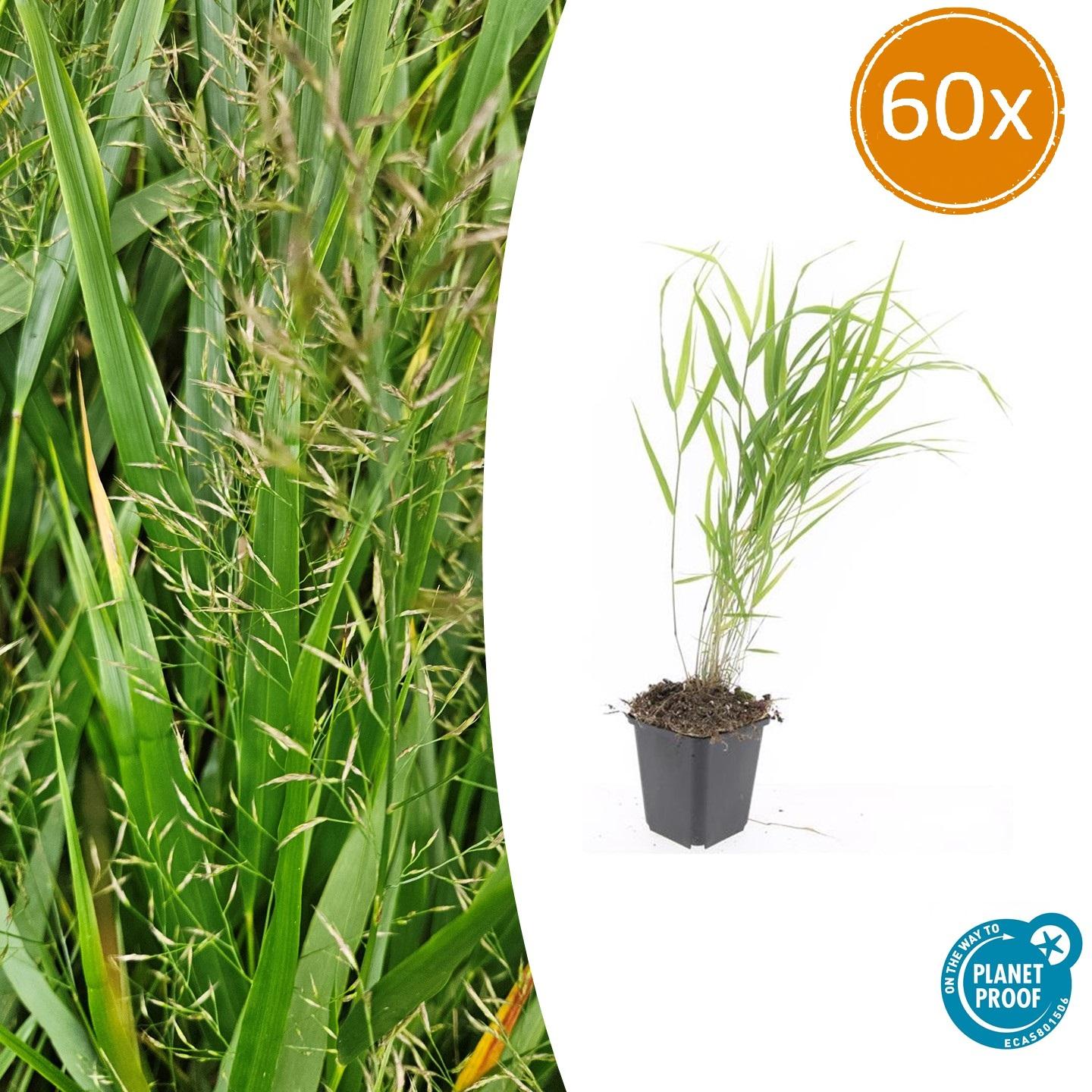 60x Hakonechloa macra - ↕10-25cm - Ø9cm