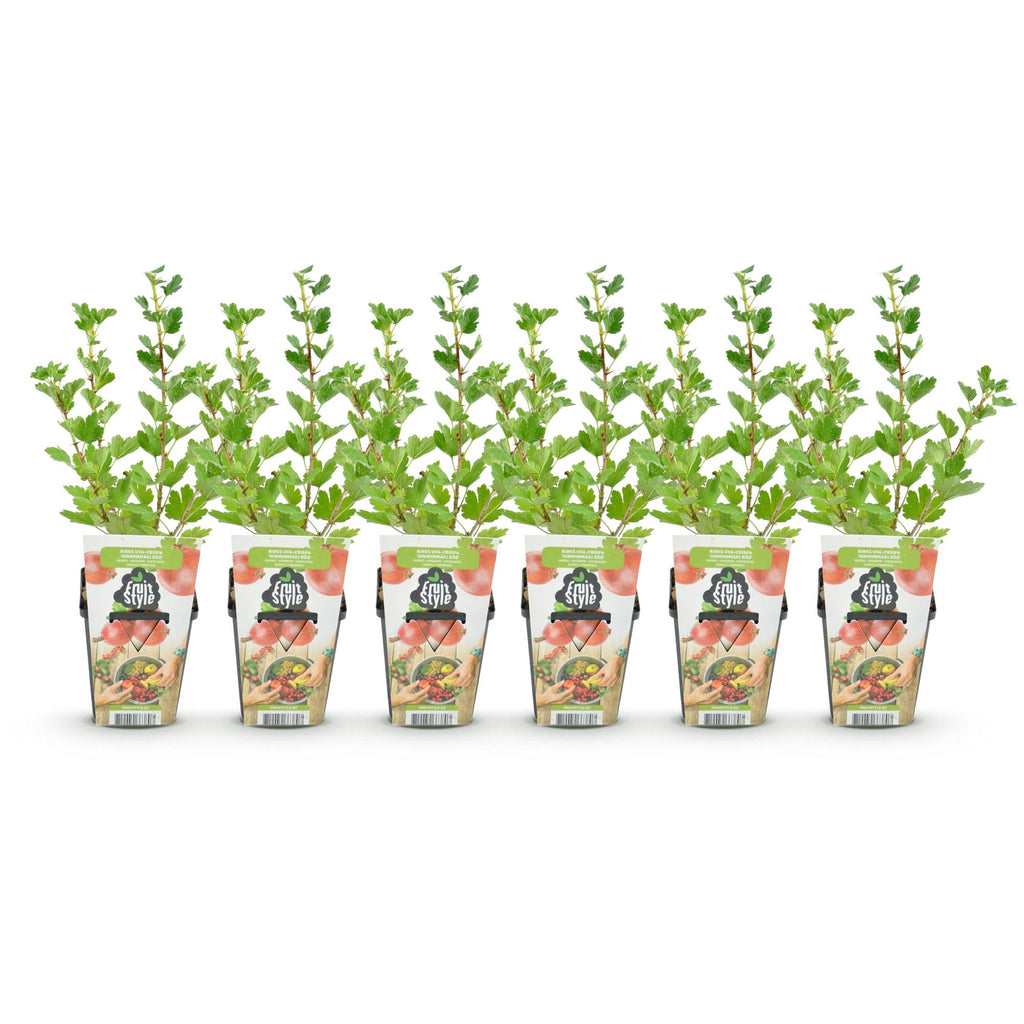 Fruitplanten - Kruisbes - Ribes uva-crispa Hinnonmaki Rod - Winterhard - 6 Planten - Pot 9 cm - Rode Bes