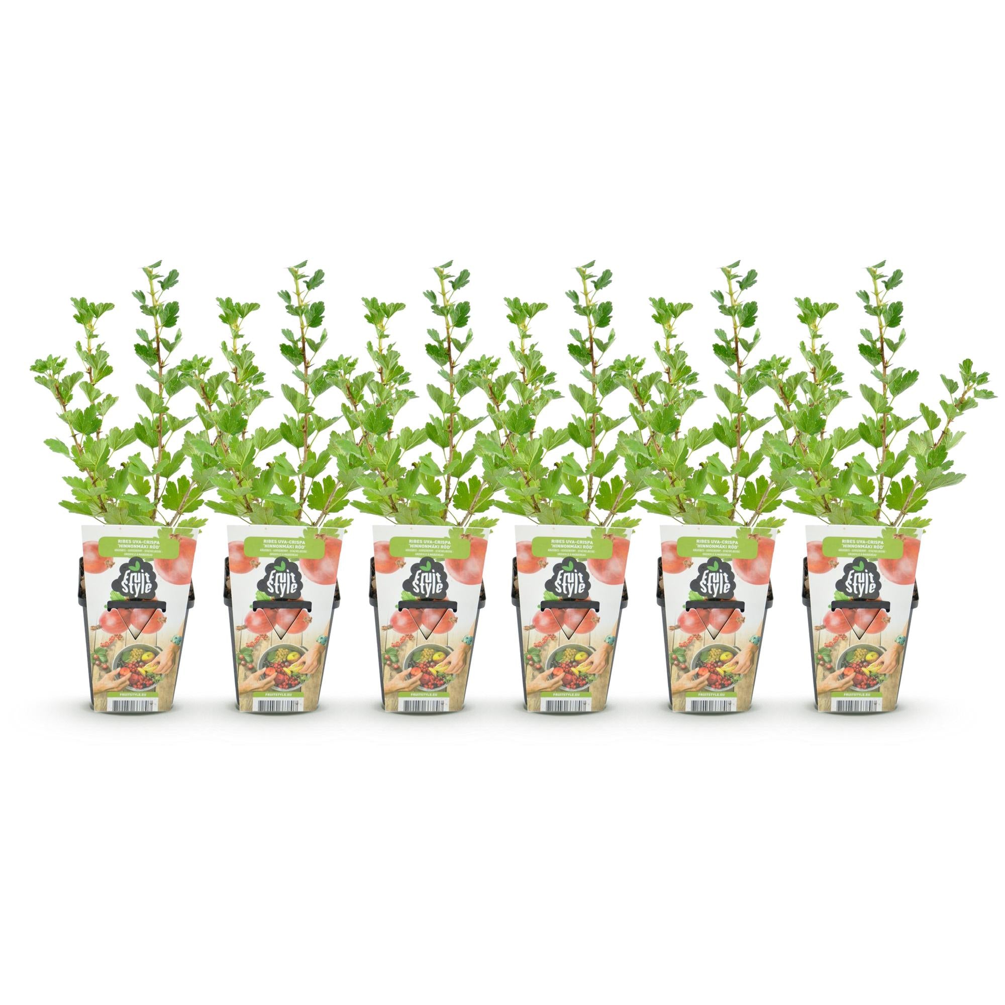 Fruitplanten - Kruisbes - Ribes uva-crispa Hinnonmaki Rod - Winterhard - 6 Planten - Pot 9 cm - Rode Bes