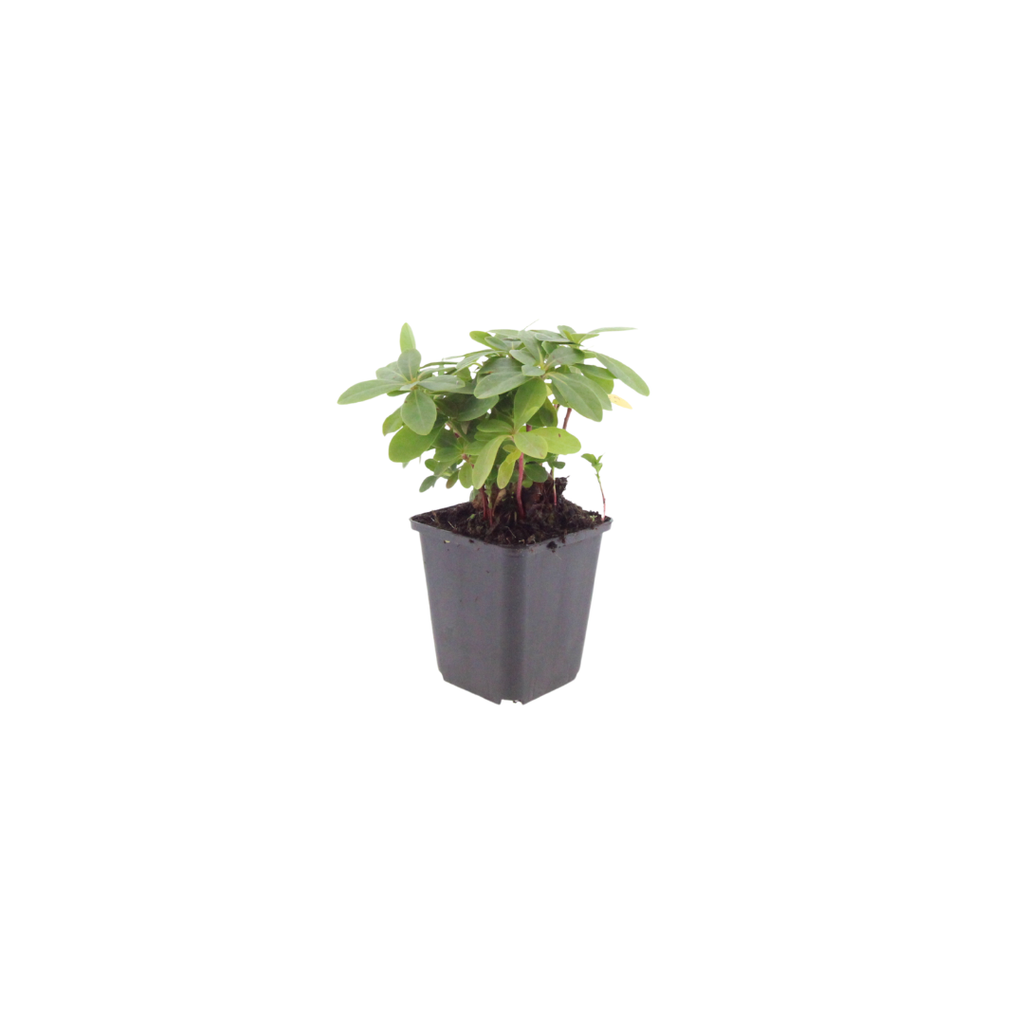 60x Euphorbia amygdal. robbiae - ↕10-25cm - Ø9cm