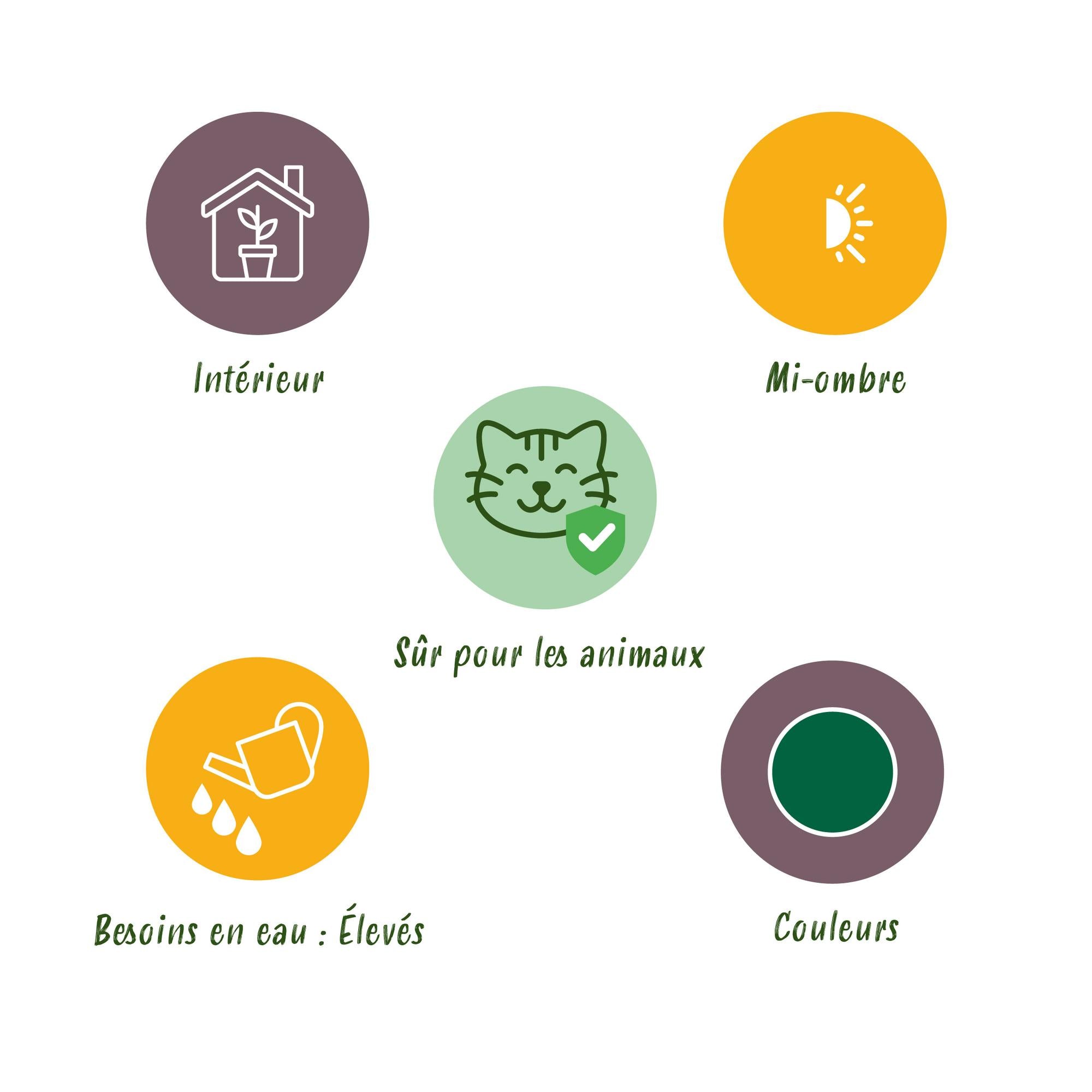 Kamerplant - Cyperus alternifolius Zumula - Kattengras - Huisdiervriendelijke Plant - Groen - 4 Planten - met Potter Grijs - Pot 12cm - Hoogte 20cm