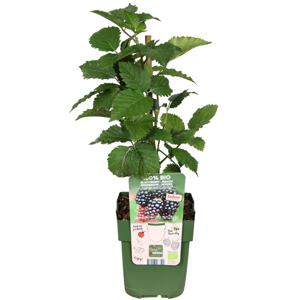 "Zomervruchten" BIO Fruitplanten mix set van 4 verschillende soorten