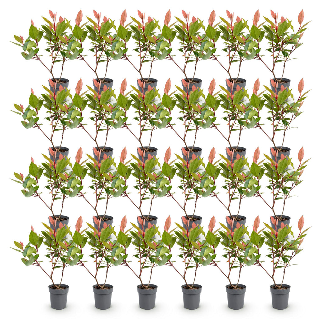 24x Photinia fraseri Little Red Robin - Glansmispel - Haagplanten - Groenblijvend - Rood - Pot 9cm - Hoogte 25-35cm