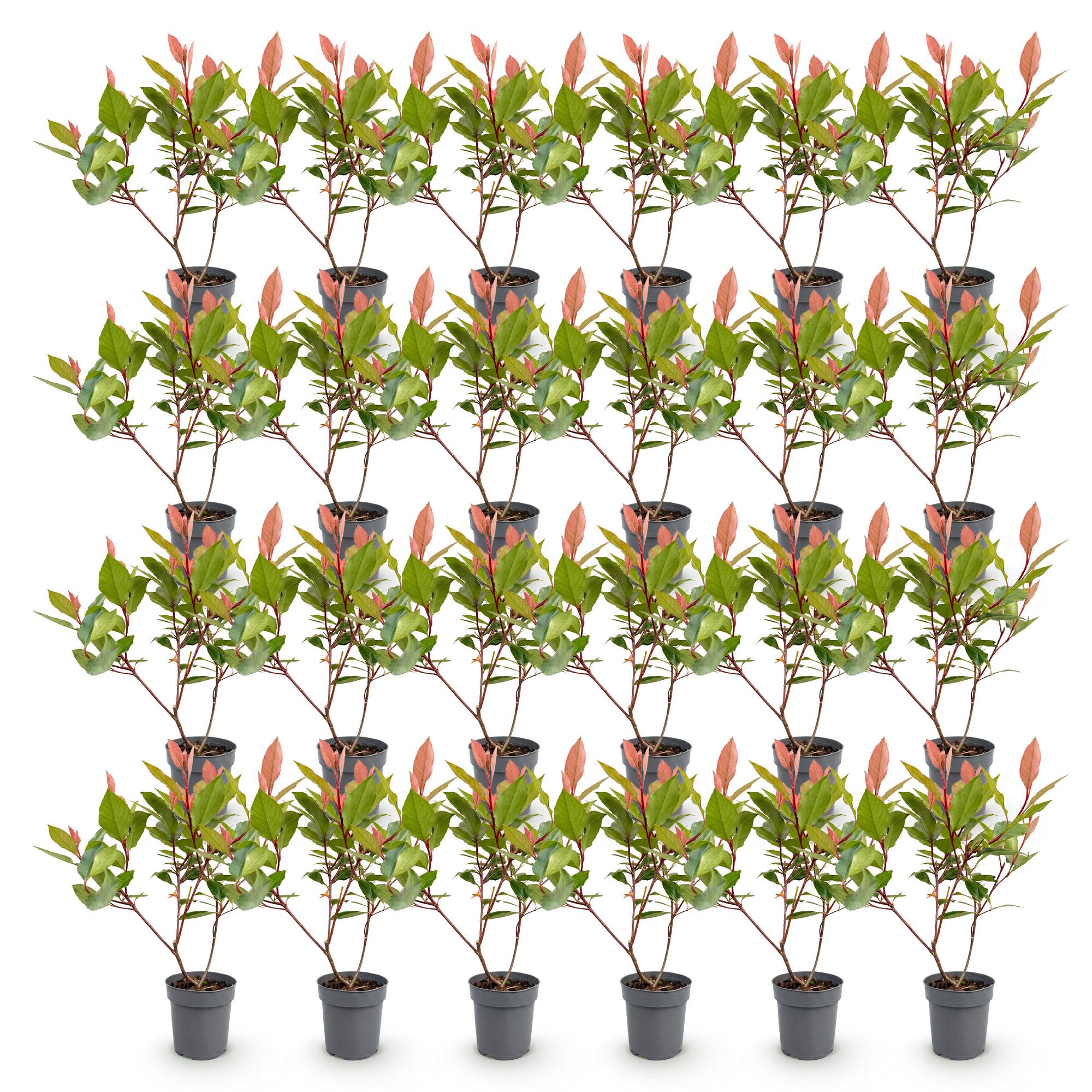 24x Photinia fraseri Little Red Robin - Glansmispel - Haagplanten - Groenblijvend - Rood - Pot 9cm - Hoogte 25-35cm