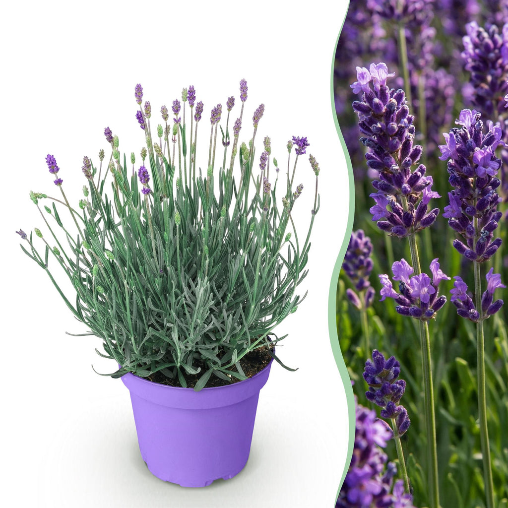 Tuinplant - Lavandula angustifolia Munstead - Lavendel - Winterhard - Paars - 1 Plant - Pot 12cm - Hoogte 15-25cm