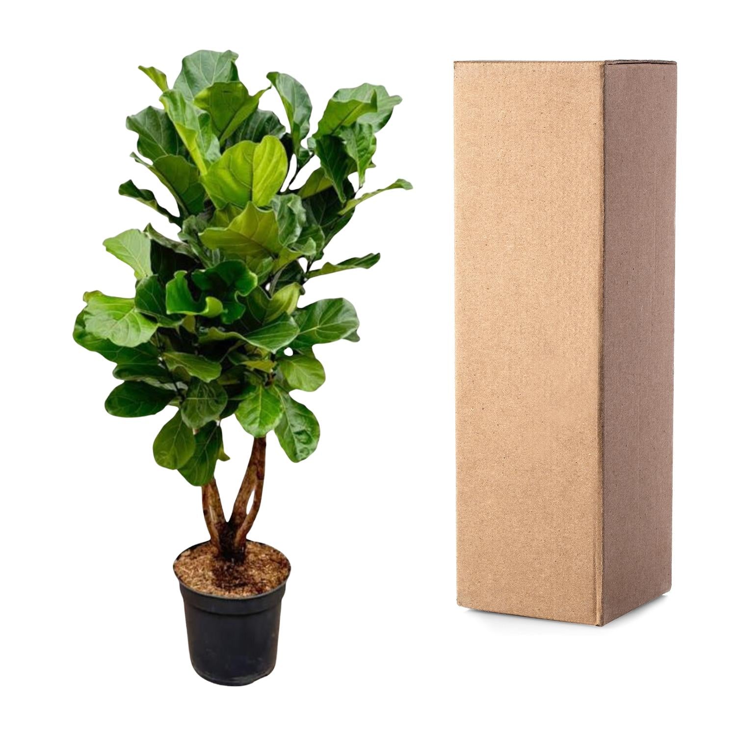 Ficus Lyrata vertakt XL - 170cm - ø34