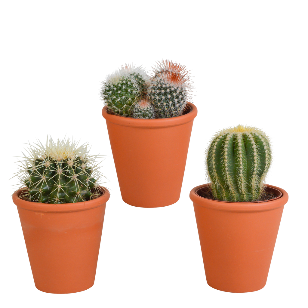 Bolcactus mix 8,5 cm | 3 stuks - in terracotta pot